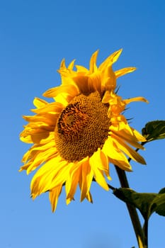Sunflower against a background of blue sky
