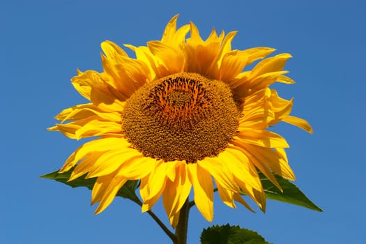 Sunflower against a background of blue sky