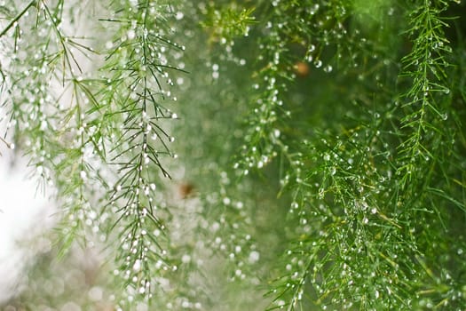 Morning dew on young sprouts