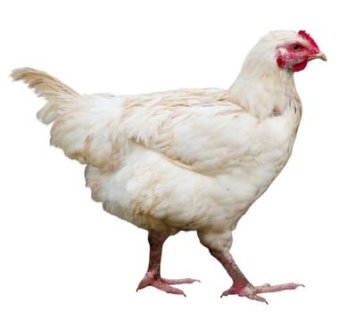 Hen isolated on a white background