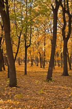 Autumn forest. Landscape. The ground is covered with yellow fallen leaves.