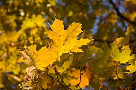 Maple branch with yellow leaves. Shallow depth of field. Close-up. Autumn tree.