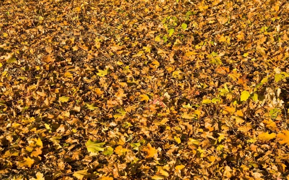 Fallen yellow leaves cover the ground. Autumn. Texture.