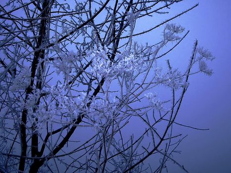 blue branch with ice crystals over black winter background