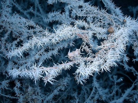 blue branch with ice crystals over black winter background