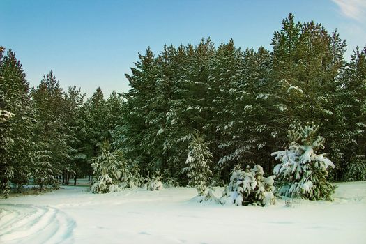 Winter landscape: pine forest after a snowfall

