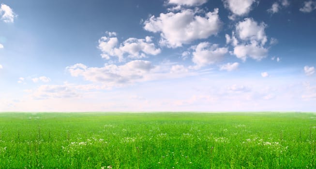 Summer landscape: a wide field and blue sky. Russia, July.