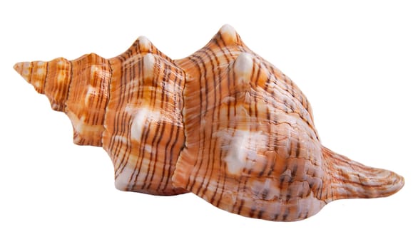 Seashell isolated on a white background