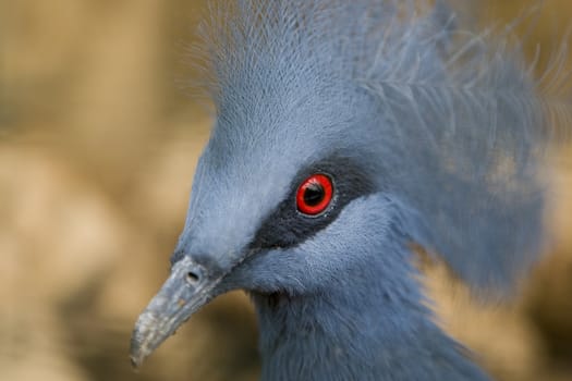 Western Crowned Pigeon (Goura Cristata)