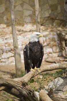 Bald Eagle portrait, Athens Zoo, Greece