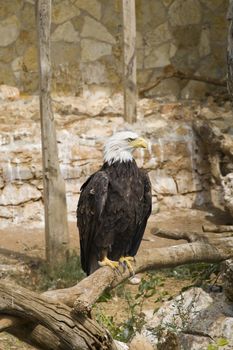 Bald Eagle portrait, Athens Zoo, Greece