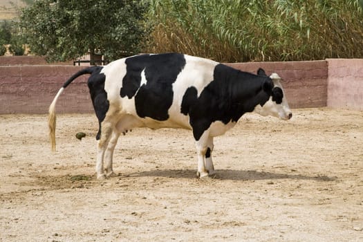Black and White Cow Defecating