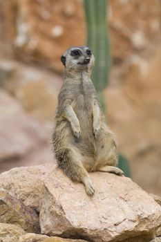 Meerkat sitting still and watching