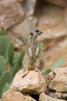 Meerkat sitting still and watching