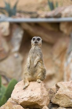 Meerkat sitting still and watching