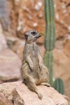 Meerkat sitting still and watching