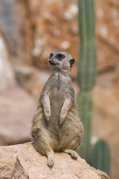 Meerkat sitting still and watching