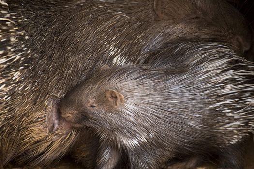 Porcupine Baby and His Mother in Athens Zoo Park