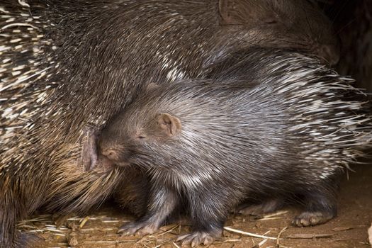 Porcupine Baby and His Mother in Athens Zoo Park