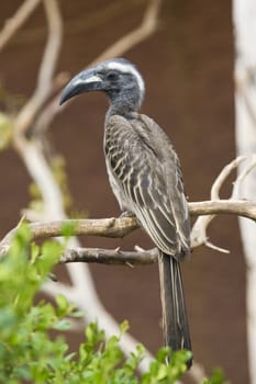 African Grey Hornbill shot in Athens Zoo