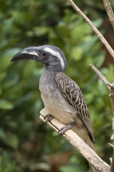 African Grey Hornbill shot in Athens Zoo
