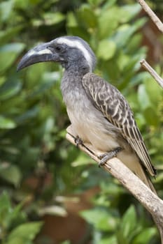 African Grey Hornbill shot in Athens Zoo