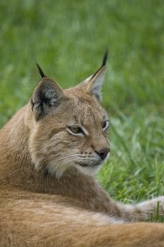 Lynx resting on the grass