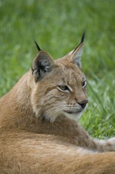 Lynx resting on the grass