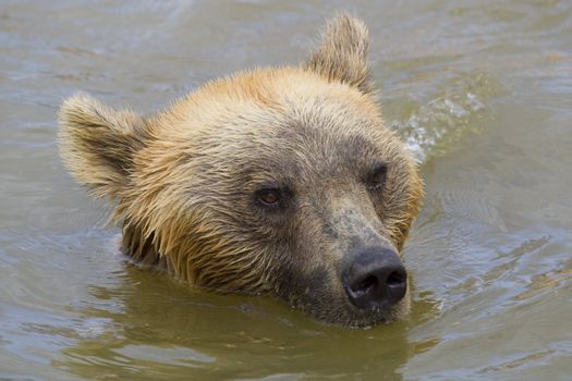 Brown Bear Swimming