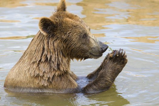 Brown Bear Eating Grapes In the Water