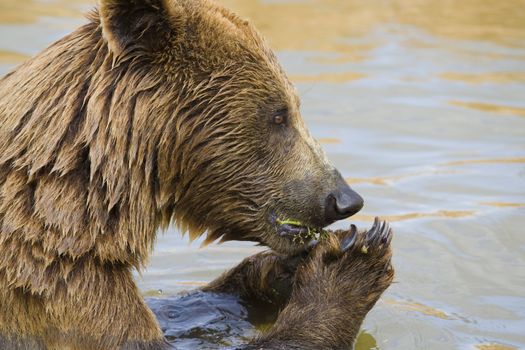 Brown Bear Eating Grapes In the Water