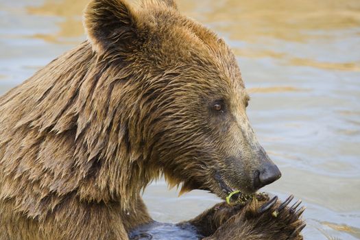 Brown Bear Eating Grapes In the Water