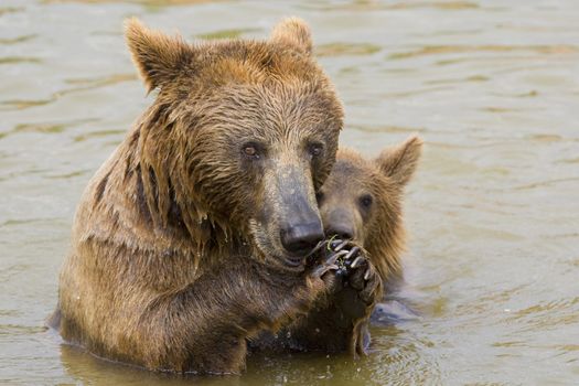 Brown Bear Mother and Her Cub Eating Grapes in the Water