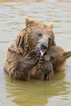 Brown Bear Mother and Her Cub Eating Grapes in the Water
