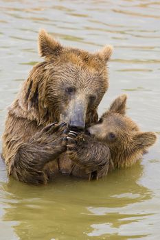 Brown Bear Mother and Her Cub Eating Grapes in the Water