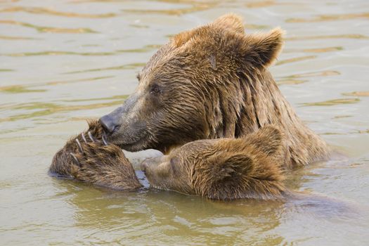 Brown Bear Mother and Her Cub Eating Grapes in the Water