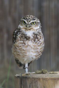 Burrowing Owl Portrait shot in Athens Zoo