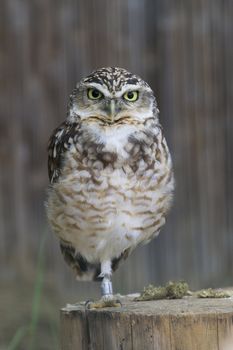 Burrowing Owl Portrait shot in Athens Zoo