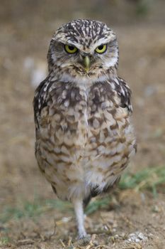 Burrowing Owl Portrait shot in Athens Zoo