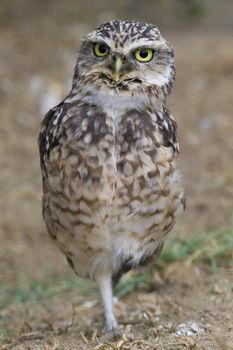 Burrowing Owl Portrait shot in Athens Zoo