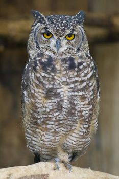 Spotted Eagle Owl looking at the camera