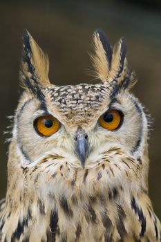 Eagle Owl looking at the camera