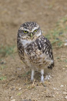 Burrowing Owl Portrait shot in Athens Zoo