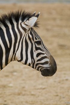 Zebra Portrait, Athens Zoo, Greece