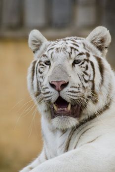 White Tiger Portrait, Athens Zoo, Greece