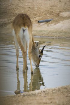 Antelope Portrait, Athens Zoo, Greece