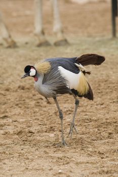 Crowned Crane, Athens Zoo, Greece