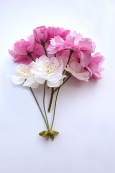 pink and white cherry blossom over a white background