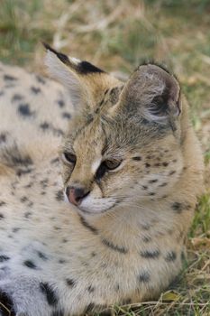 Serval Portrait, Athens Zoo, Greece