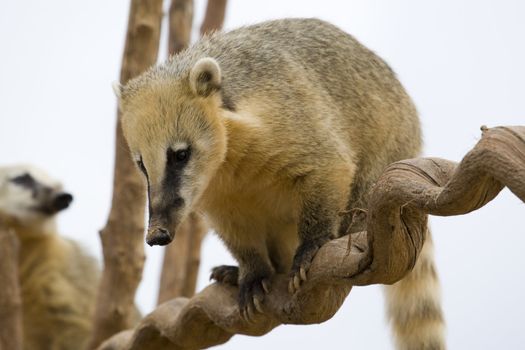 Coati Portrait, Athens Zoo, Greece